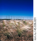 Степная ковыль ( Stipa L., 1753 ) на фоне труб Астраханского  газоперерабатывающего завода. Считается, что Ковыль очень чувствительна к нарушениям экологического климата в природе, но тем не менее, это растение очень хорошо себя чувствует в окресностях Газпрома. Редакционное фото, фотограф Павел Просянов / Фотобанк Лори