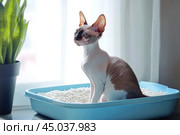 Adorable grey cat Devon Rex sitting inside a litter box. Pet care. Domestic Cat looking at litterbox in a living room. Hygiene for pets. Feline wants to go to the toilet. Accustoming to the toilet. Стоковое AI-изображение, AI-художник Марина Демидюк / Фотобанк Лори