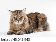 Коричневый кот на белом фоне. Стоковое фото, фотограф Юрий Шурчков / Фотобанк Лори