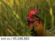 Rooster with red comb and wattles standing in tall grass. Стоковое AI-изображение, AI-художник Иван Рябоконь / Фотобанк Лори