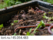 Many earthworms crawling on compost in a garden worm farm. Стоковое AI-изображение, AI-художник Иван Рябоконь / Фотобанк Лори