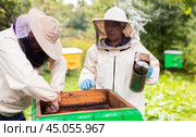 Beekeepers in protective hats and aprons working with honeycombs on apiary. Стоковое фото, фотограф Татьяна Яцевич / Фотобанк Лори