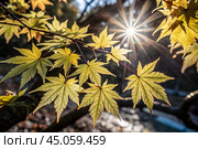 Beautiful autumn background with yellow trees and bright sun. Colorful foliage in the park. The frame is made of autumn leaves. Free space for text. Стоковое AI-изображение, AI-художник Photojuli / Фотобанк Лори