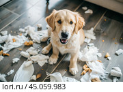 A guilty funny puppy, a retriever dog, trashed the room, tore toys, pillows and paper, the living room is a mess. Стоковое AI-изображение, AI-художник Photojuli / Фотобанк Лори