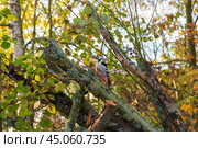 Пестрый дятел на поваленном дереве. Стоковое фото, фотограф Александр Щепин / Фотобанк Лори