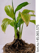 Spathiphyllum roots and leaves with yellow spots on the white table. Concept of houseplant diseases, pests and leaf burn. Стоковое фото, фотограф Оксана Чаюн / Фотобанк Лори