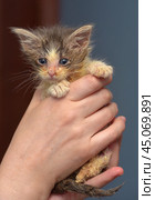 Little dirty sick kitten in the animal shelter. Стоковое фото, фотограф Анна Кривицкая / Фотобанк Лори