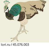 The female peacock stands half turned on a beige background. Стоковая иллюстрация, иллюстратор Юлия Спиридонова / Фотобанк Лори