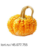One single bumpy yellow and orange gourd on white background. Стоковое AI-изображение, AI-художник Иван Рябоконь / Фотобанк Лори