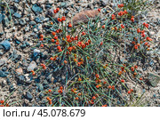 Эфедра двухколосковая (лат. Ephedra distachya L.) - засухоустойчивое растение с плодами в Чуйской степи горного Алтая. Стоковое фото, фотограф Евгений Мухортов / Фотобанк Лори