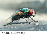 Green bottle fly is walking on a gray surface. Стоковое AI-изображение, AI-художник Иван Рябоконь / Фотобанк Лори