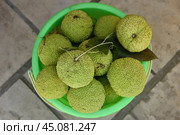 Green Maclura pomifera fruits.Uzbekistan. Стоковое фото, фотограф Знаменский Олег / Фотобанк Лори