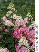 Hydrangea paniculata sort Fraise Melba hydrangea with pink flowers blooms in the garden in summer. Стоковое фото, фотограф Ольга Сейфутдинова / Фотобанк Лори