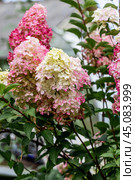 Hydrangea paniculata sort Fraise Melba hydrangea with pink flowers blooms in the garden in summer. Стоковое фото, фотограф Ольга Сейфутдинова / Фотобанк Лори