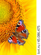 Close up view on a Peacock butterfly (Aglais io) feeding on sunflowers (macro, vertical orientation) Стоковое фото, фотограф Михаил Строгалев / Фотобанк Лори