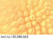 Abstract view on a light yellow Chrysanthemum flower as background, texture. Стоковое фото, фотограф Михаил Строгалев / Фотобанк Лори