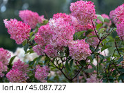Hydrangea paniculata Vanille Fraise on a stem. Стоковое фото, фотограф Ольга Сейфутдинова / Фотобанк Лори