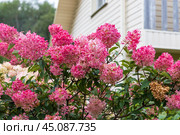 Hydrangea paniculata Vanille Fraise on a stem. Стоковое фото, фотограф Ольга Сейфутдинова / Фотобанк Лори