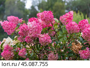 Hydrangea paniculata Vanille Fraise on a stem. Стоковое фото, фотограф Ольга Сейфутдинова / Фотобанк Лори