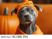 Pitbull dog in Halloween orange costume on orange background, concept of festive pet costume, celebration industry, dog lovers, copyspace. Стоковое AI-изображение, AI-художник Ирина Михайличенко / Фотобанк Лори