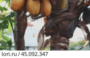 Yellow coconuts growing on a palm tree. Стоковое видео, видеограф Евдокимов Максим / Фотобанк Лори
