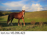 Лошадь на горном пастбище свободно пасется на лугу. Стоковое фото, фотограф Яна Королёва / Фотобанк Лори