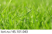 Juicy bright green grass in sunlight. Close up. Lawn background. Texture of new grass growing in field. Meadow on warm sunset or sunrise time. Tranquil nature scene. Golden hour. Greenery, dew drops. Стоковое видео, видеограф Марина Демидюк / Фотобанк Лори