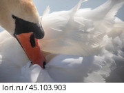 Лебедь-шипун (лат. Cygnus olor) чистит свои перья на водной глади озера в дикой природе. Стоковое фото, фотограф Николай Винокуров / Фотобанк Лори