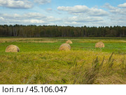 Рулоны сена на скошенном поле. Стоковое фото, фотограф Илья Юрукин / Фотобанк Лори