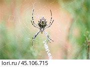 Паук ( Argiope lobata ) на паутине в Астраханской степи, в мае месяце, когда еще степь зеленая, и растительность не выгорела от палящего солнца. 2008 г. Стоковое фото, фотограф Павел Просянов / Фотобанк Лори