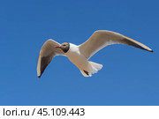 Летящая чайка на фоне голубого неба. Стоковое фото, фотограф Егор Целнаков / Фотобанк Лори