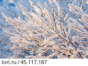Snow and rime ice on the branches of bushes. Beautiful winter background with twigs covered with hoarfrost. Plants in the park are covered with hoar frost. Cold snowy weather. Cool frosting texture. Стоковое фото, фотограф Андрей Степанов / Фотобанк Лори