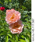 Роза "Peach Melba" ("Пич Мельба") Стоковое фото, фотограф Мария Кылосова / Фотобанк Лори