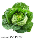 Fresh green cabbage with intact leaves isolated on white background. Стоковое AI-изображение, AI-художник Иван Рябоконь / Фотобанк Лори