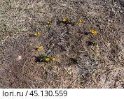 В марте распустились желтые цветы. Стоковое фото, фотограф Валерий Иванович Клейменов / Фотобанк Лори