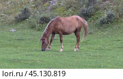 A horse is grazing in a meadow. A chestnut mare walks across a green lawn and nibbles grass. Стоковое видео, видеограф Сергей Пристяжнюк (Serg Zastavkin) / Фотобанк Лори
