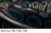 Snake skin abstract textured Pattern spoted. Стоковое фото, фотограф Артем Курутин / Фотобанк Лори