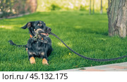 mongrel puppy gnaws a leather leash on a walk in the park. Стоковое фото, фотограф Артем Курутин / Фотобанк Лори