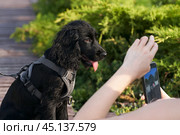Dog photo shoot. Fragment of a woman taking a picture of a cute dog on her phone. Стоковое фото, фотограф Роман Дзюбало / Фотобанк Лори