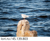 bird Seagull sitting on stone berth in the Bay. against the background of sea waves. Стоковое фото, фотограф Natalia Gdovskaia / Фотобанк Лори