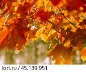 autumn abstract background of bright yellow and red leaves. Стоковое фото, фотограф Natalia Gdovskaia / Фотобанк Лори