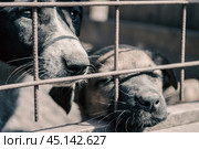 mongrel dog with sad eyes and a puppy mongrels peeking out of the cage. Стоковое фото, фотограф Артем Курутин / Фотобанк Лори