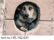 frightened adult dog looks out of his doghouse. Стоковое фото, фотограф Артем Курутин / Фотобанк Лори