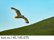 Озеро Байкал. Полет чайки над проливом Ольхонские ворота. Стоковое фото, фотограф Александр Тараканов / Фотобанк Лори