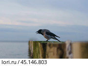 Ворона каркает, сидя на деревянном волнорезе. Стоковое фото, фотограф YuryKara / Фотобанк Лори