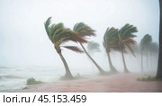 Strong wind bending palm trees on tropical beach during hurricane. Стоковое AI-изображение, AI-художник Юрий Поздников / Фотобанк Лори