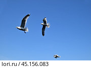 Озеро Байкал. Полет чаек над проливом Ольхонские ворота. Стоковое фото, фотограф Александр Тараканов / Фотобанк Лори