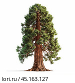 Giant sequoia tree standing tall on white background. Стоковое AI-изображение, AI-художник Иван Рябоконь / Фотобанк Лори