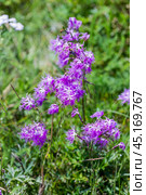 Dianthus superbus L. (семейство Caryophyllaceae) - Гвоздика пышная. Цветущее растение в межгорной долине Северо-Чуйского хребта. Республика Алтая. Стоковое фото, фотограф Евгений Мухортов / Фотобанк Лори
