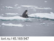 Killer Whale spy hopping in Antarctica. Стоковое фото, фотограф Vladimir / Фотобанк Лори